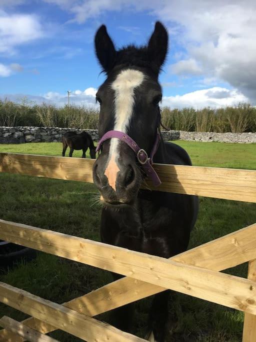 Appartamento The Burren Snug Galway Esterno foto